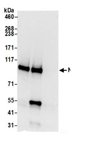 NCKAP1 Antibody