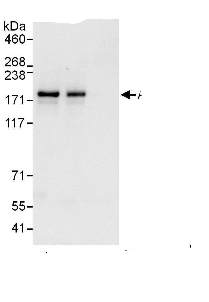 ARHGEF10 Antibody