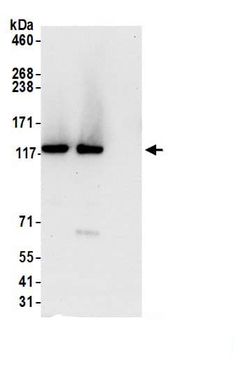 SDCG1 Antibody