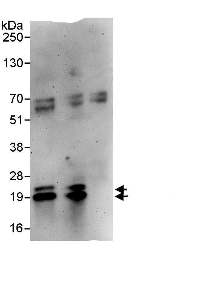 PPP1R14B Antibody