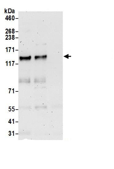 MPRIP Antibody