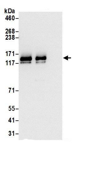 SR140 Antibody