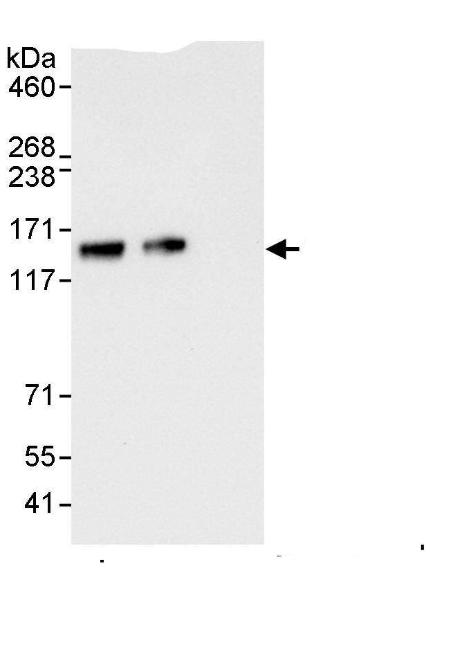 Sin3A-associated protein Antibody