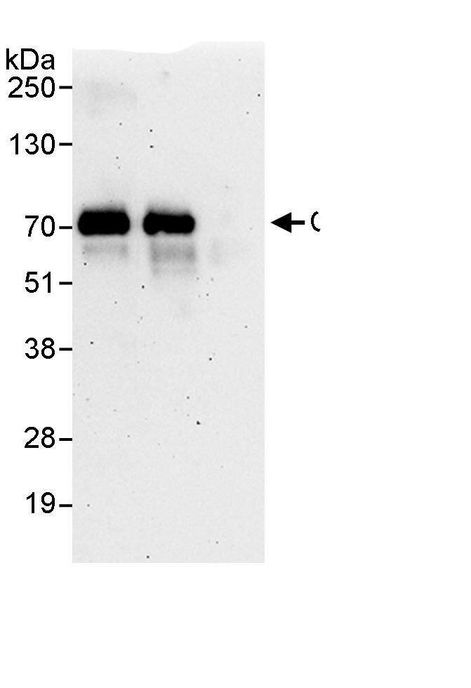 Cdc6 Antibody