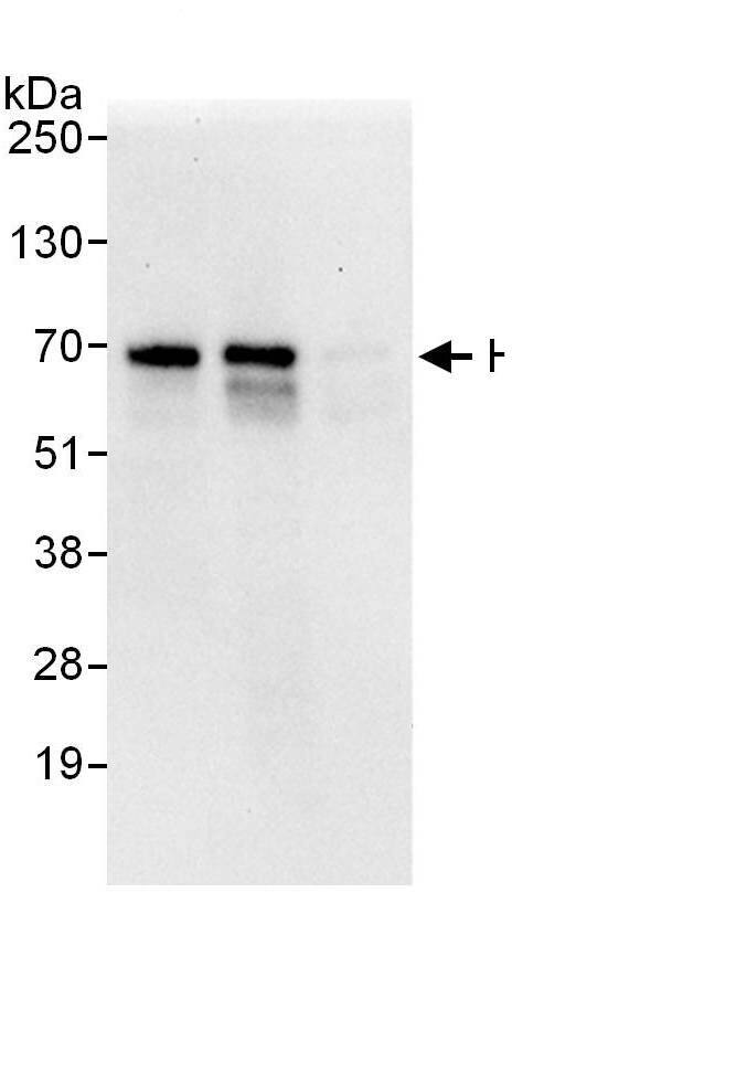 CBLL1 Antibody
