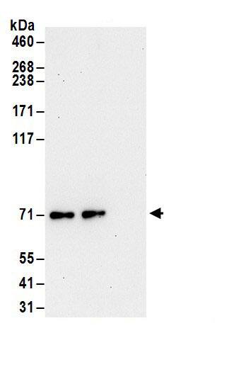 RSK3 Antibody