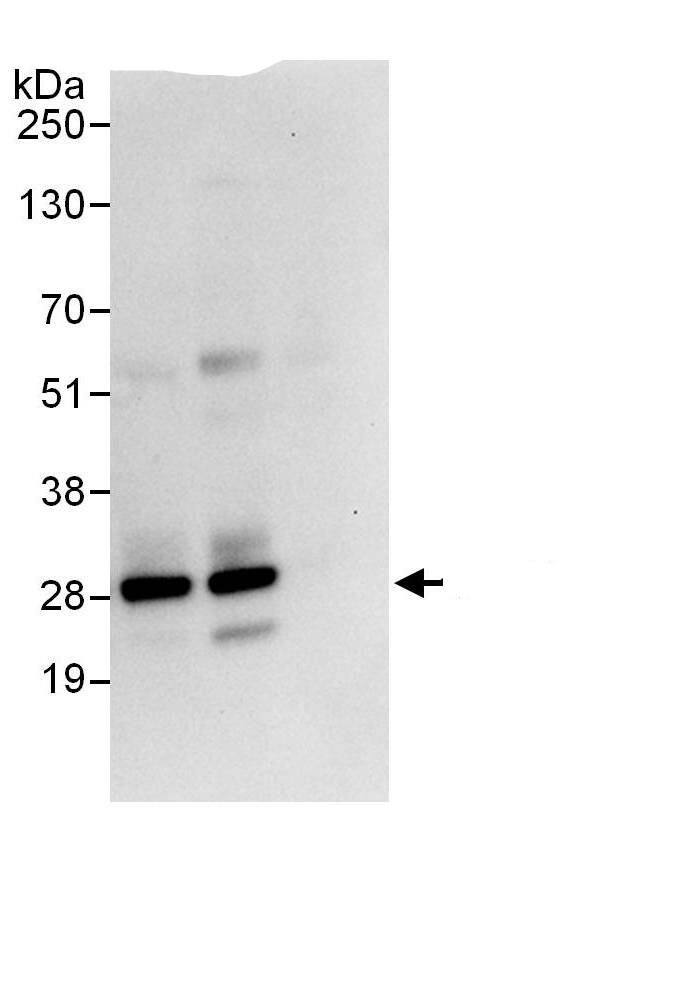 mtTFA Antibody