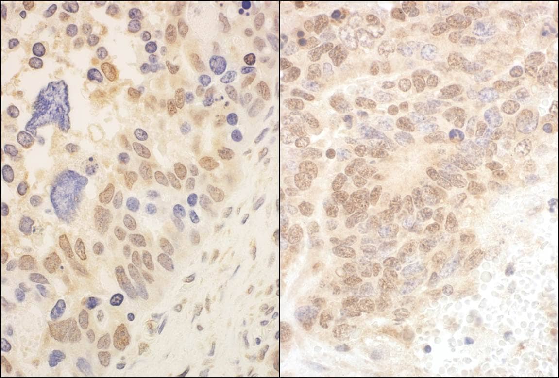 Cullin 2 Antibody