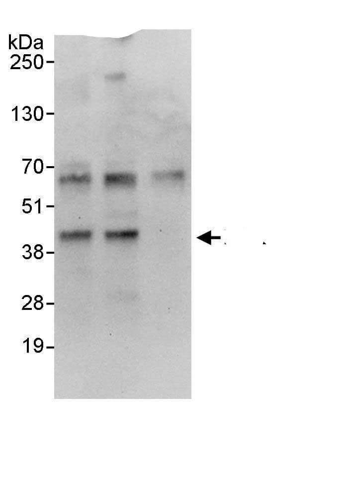 EAF2 Antibody