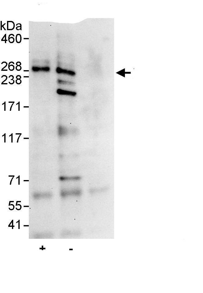 SLX4 Antibody