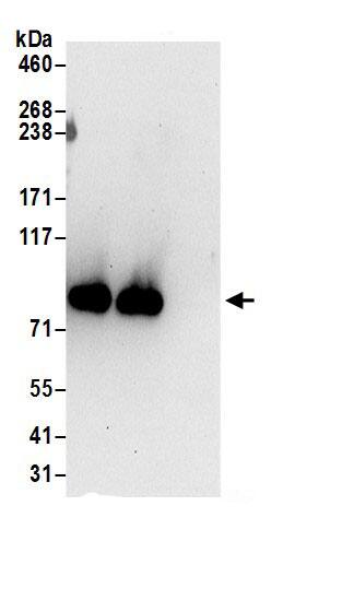 LAS1L Antibody