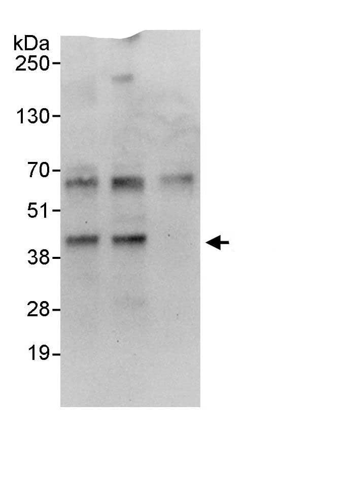 EAF2 Antibody