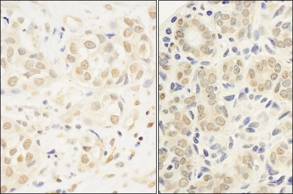 c-Myb Antibody