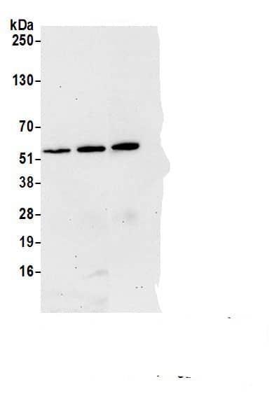 RBM17 Antibody
