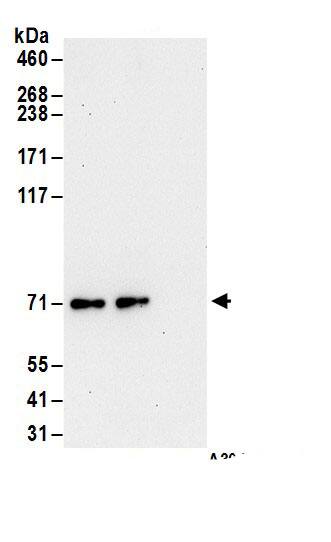 RSK3 Antibody