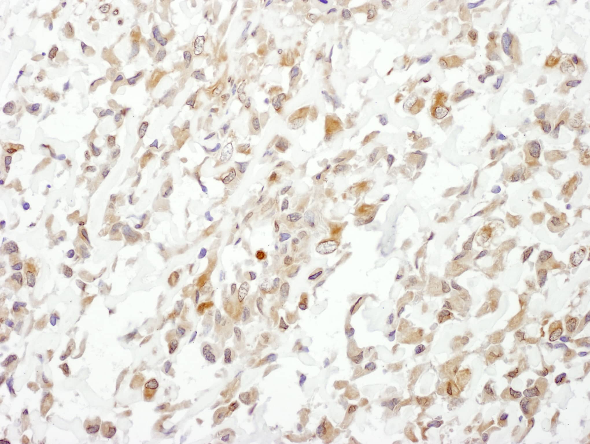 Cullin 1 Antibody