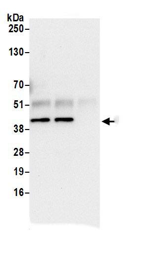 ACTR2 Antibody