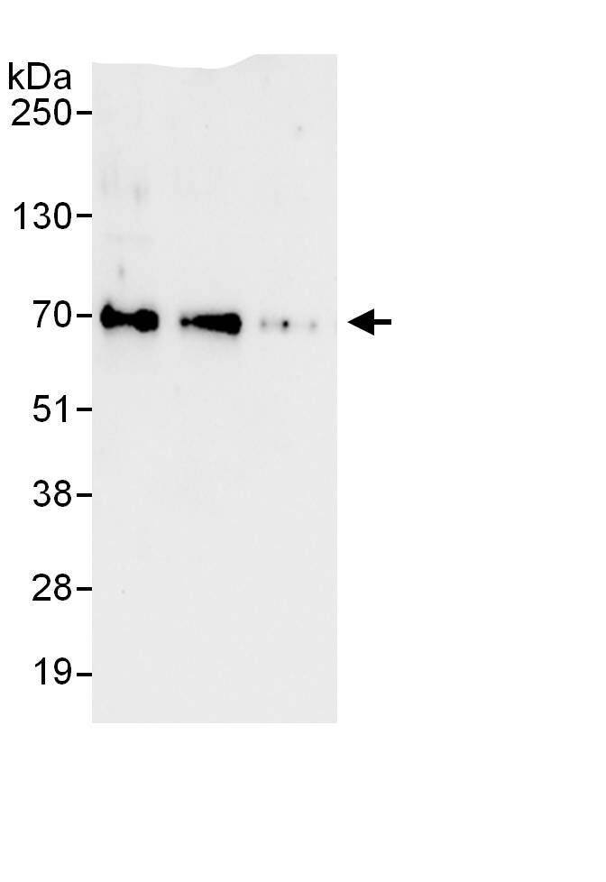 FoxC1 Antibody