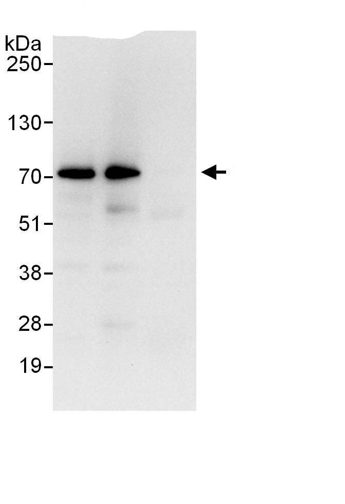Coilin Antibody