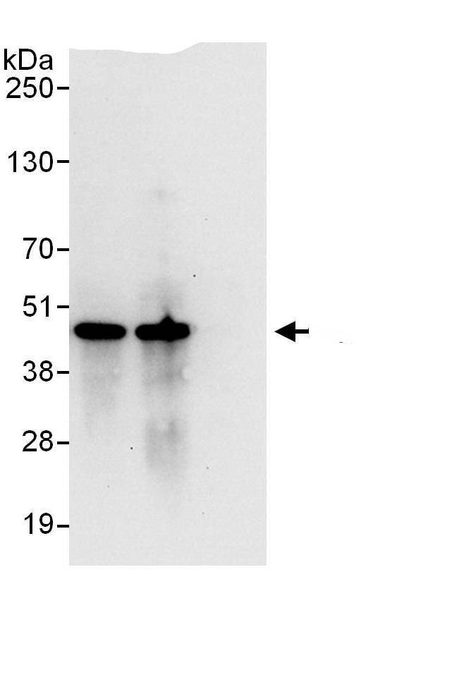 PSMC6 Antibody