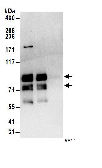 MEPCE Antibody