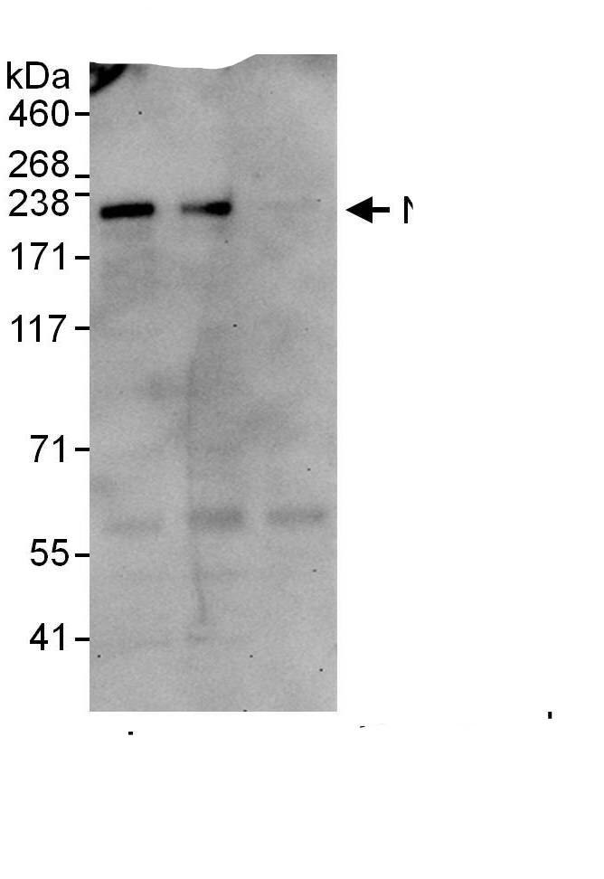 NPAT Antibody