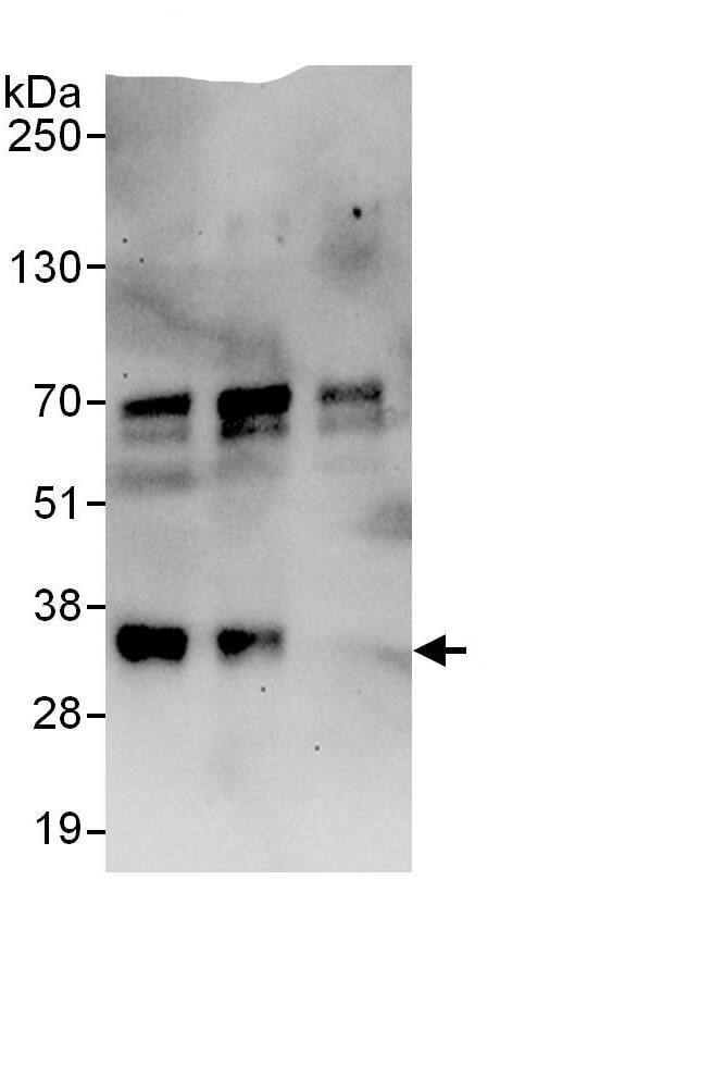 SFRS7 Antibody