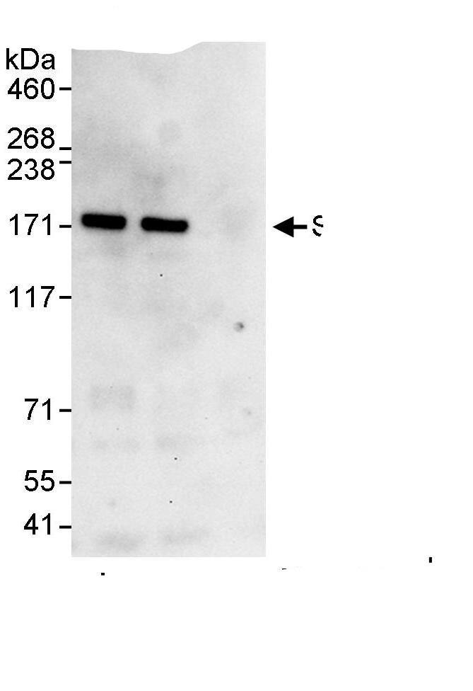 ZEB2 Antibody