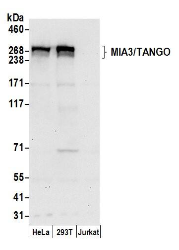 MIA3 Antibody