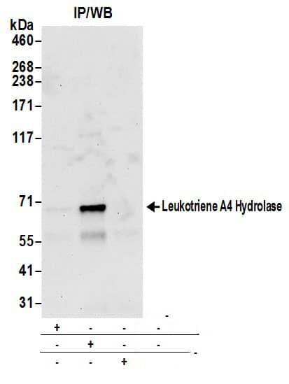 Leukotriene A4 Hydrolase/LTA4H Antibody