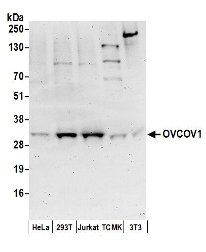 SLC35C2 Antibody