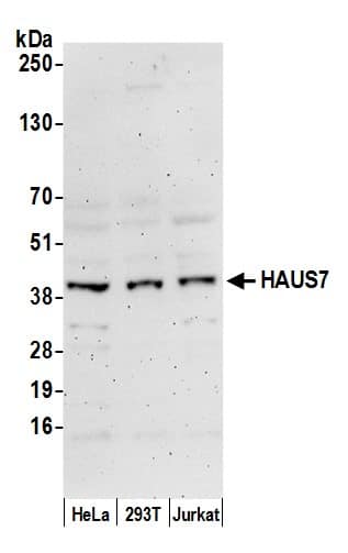 UIP1 Antibody