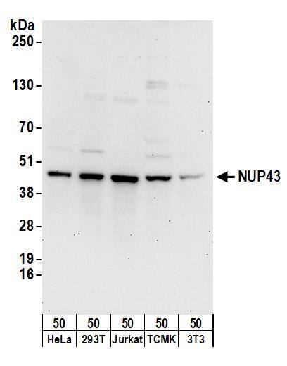NUP43 Antibody