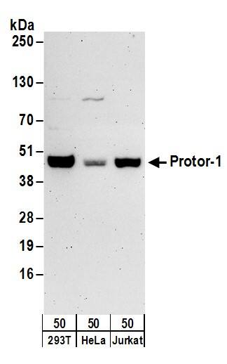 PRR5 Antibody