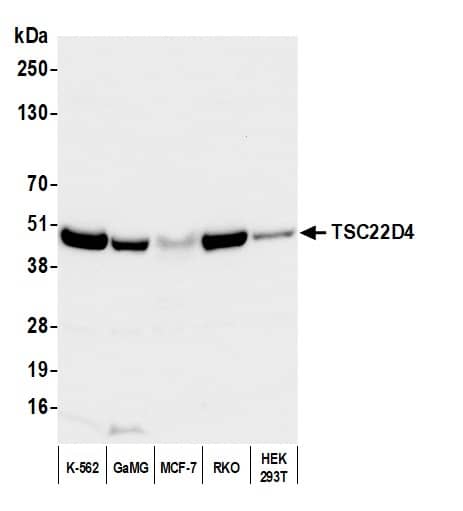 TSC22D4 Antibody