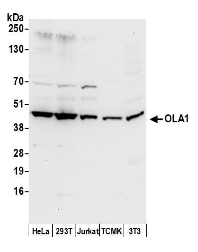 GTPBP9 Antibody