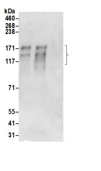 AE2 Antibody