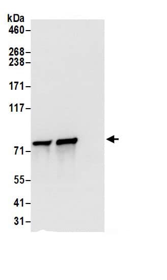 DYNC1I2 Antibody