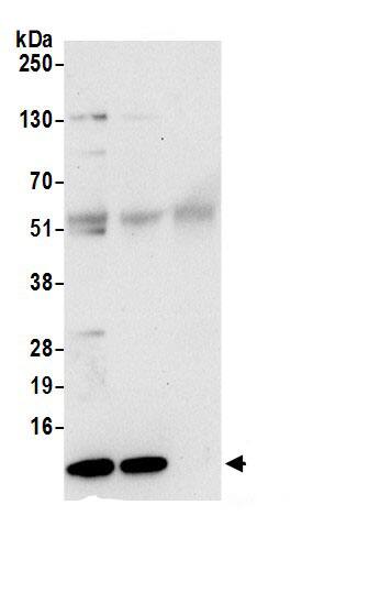 RPS21 Antibody