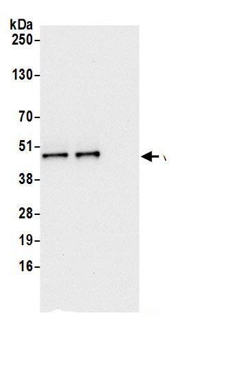 VRK1 Antibody