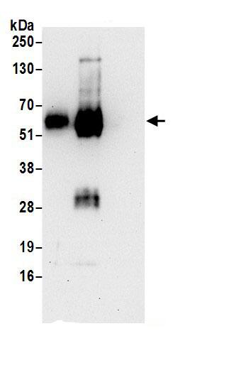 LAX1 Antibody