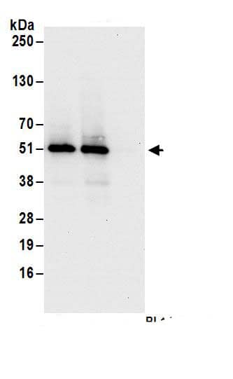 SEC62 Antibody