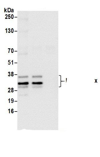 H1FX Antibody