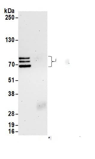 hnRNP-Q Antibody