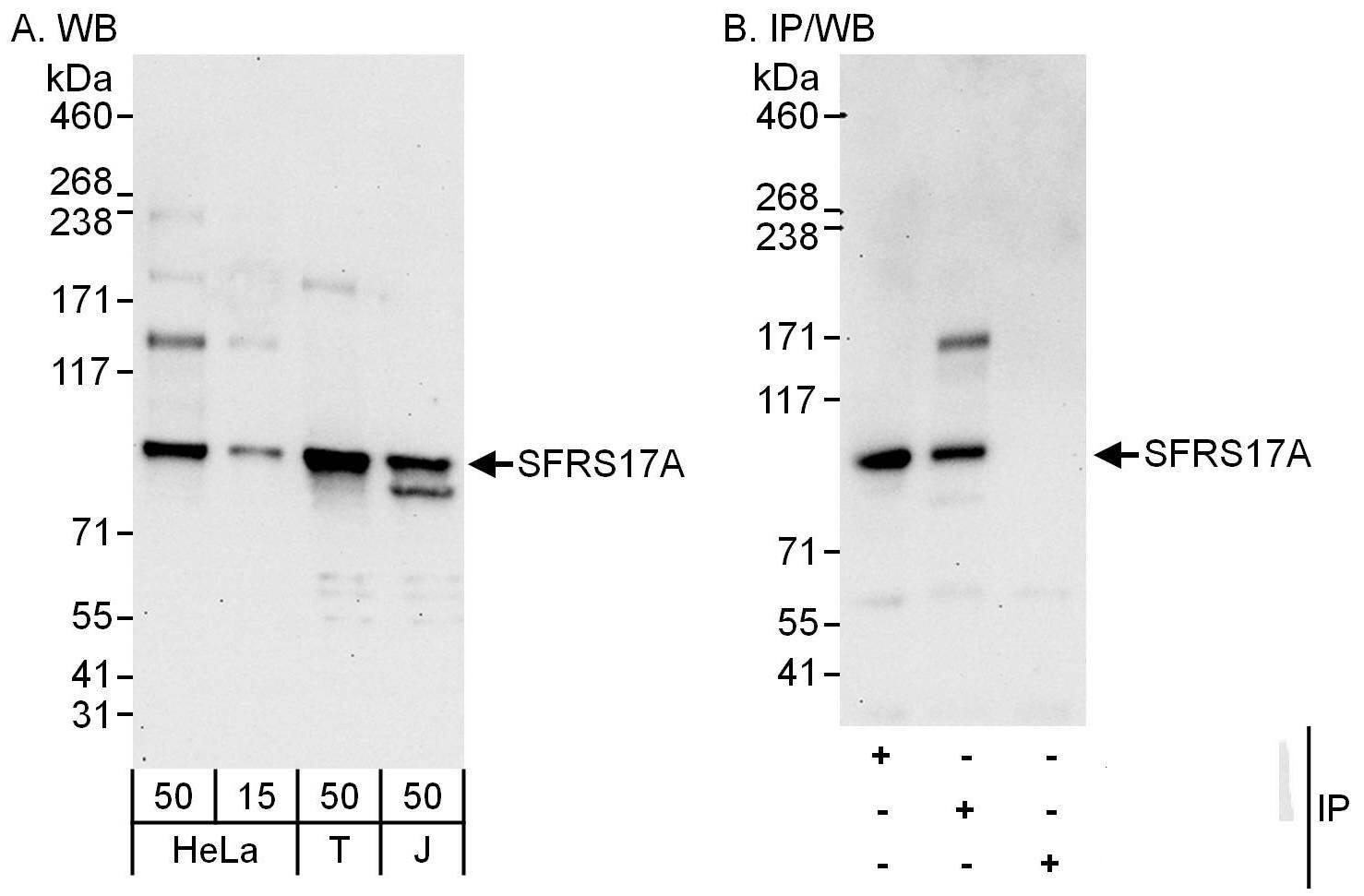 XE7 Antibody