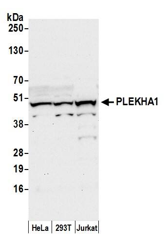 TAPP1/PLEKHA1 Antibody