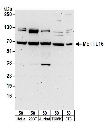 METT10D Antibody