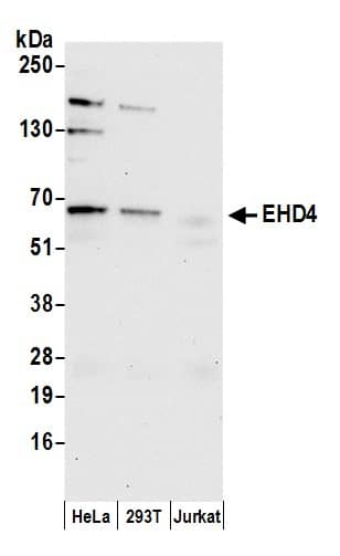 EHD4 Antibody