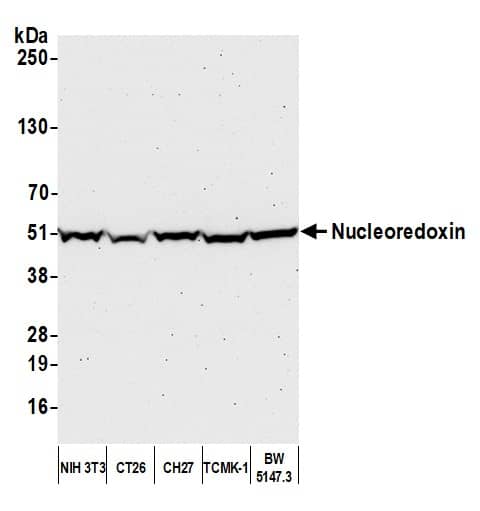 Nucleoredoxin Antibody