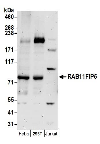 RAB11FIP5 Antibody